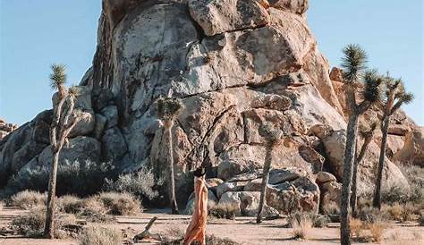 Joshua Tree day trip: highlights, itinerary, essential tips