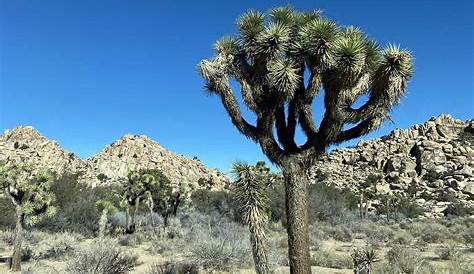 Joshua Tree in One Day: Here's What You Can't Miss - Where's Bel