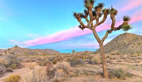 Scout's Golden Hour: Joshua Tree National Park