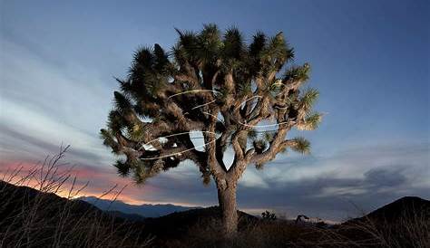 9 reasons to save the Joshua tree - WildEarth Guardians