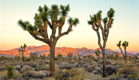 Joshua Tree National Park is only 2hrs from LA and comes with a variety