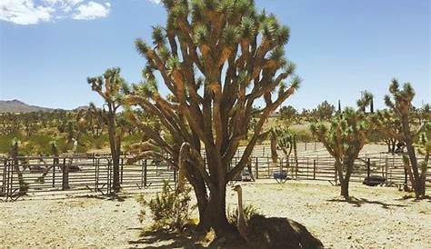 Joshua Tree Ostrich Ranch and Guest House (Dolan Springs) : 2021 Ce qu