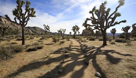 Channel Islands, Joshua Tree to Death Valley - Road Trip Itinerary