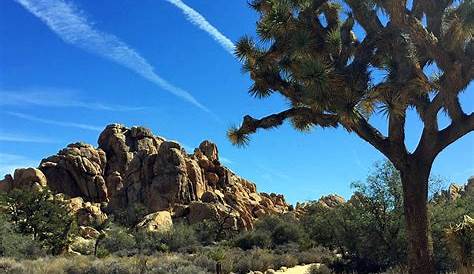 Red Rock Canyon A to Z: J is for Joshua Trees | Red Rock Canyon Las Vegas