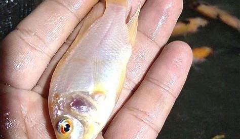 Harga Bibit Ikan Nila Merah Ukuran 2 Jari di Jogja