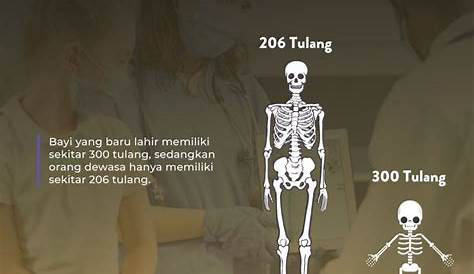 Berapa Jumlah Tulang Rusuk Manusia?