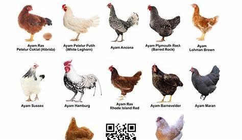 10 Jenis Ayam Pedaging Terbaik di Dunia Saat Ini Beserta Gambarnya