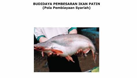 5 Manfaat Ikan Patin untuk Kesehatan - Bocah Indonesia