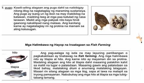 Talaan NG Mga Kagamitan Sa Pag-Aalaga NG Hayop | PDF