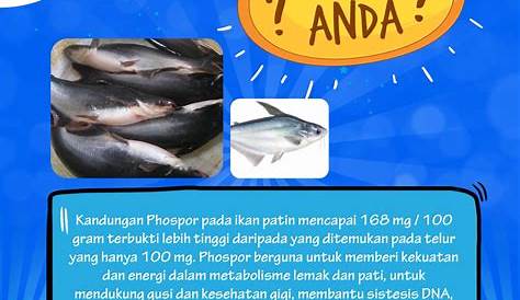 Kandungan Gizi Ikan Patin Per 100 Gram