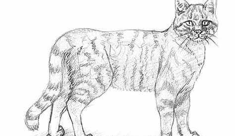 Zeichnen lernen für Anfänger. Katze malen. Ein Katzenporträt - YouTube