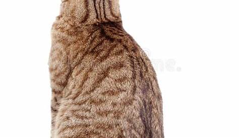 Royalty Free Cat From Behind Pictures, Images and Stock Photos - iStock