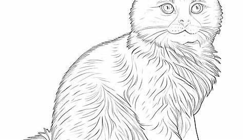 Pin by Printable Coloring Pages on Malvorlagen | Cat coloring page, Cat