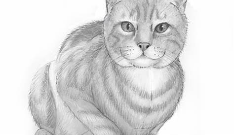 Katze Malen Einfach - kinderbilder.download | kinderbilder.download