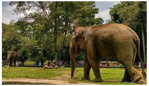 Kebun Binatang yang Ada di Indonesia - Sorotan 24