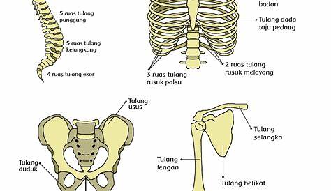 Bentuk Bentuk Tulang : Ciri, Karakteristik Dan Gambarnya Lengkap