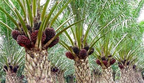 Tips Tanaman Mengetahui Sejarah Pokok Kelapa Sawit Di Malaysia | Images