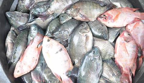 Ikan Nila Salin Pilihan Petambak, Rasa Daging Gurih dan Harga Jual