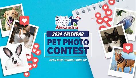 You’re in Luck—Our 2020 Cutest Cat Photo Contest Deadline Is Extended
