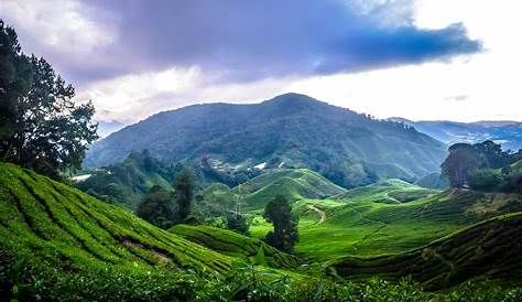 Getting To Cameron Highlands