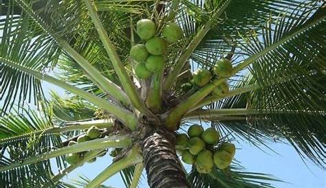 Klasifikasi dan Morfologi Tanaman Kelapa Sawit (Palm Trees) | Budidaya