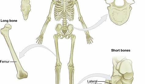 Klasifikasi Tulang Berdasarkan Bentuk Dan Ukuran | Gelorapos