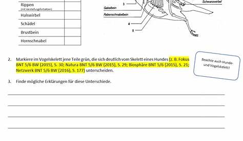 Arbeitsblatt : Biologie Arbeitsblätter Klasse 6 Vögel. 6. Klassenarbeit