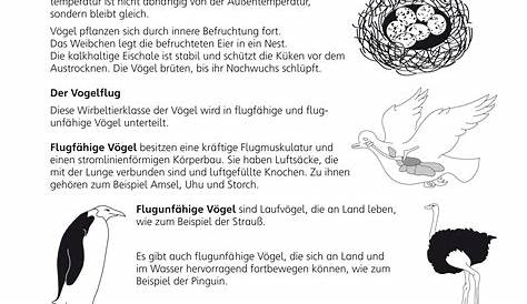 Vögel - meinUnterricht