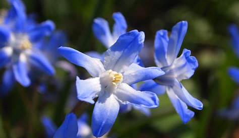 Blaue Blume Foto & Bild | pflanzen, pilze & flechten, blüten