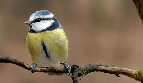 Die 30 häufigsten Gartenvögel - LBV - Gemeinsam Bayerns Natur schützen
