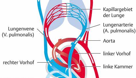Doppelter Blutkreislauf: Lungenkreislauf & Körperkreislauf