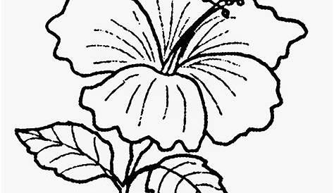 Kolaj Bunga Raya | PDF | Hibiscus drawing, Flower painting, Easy