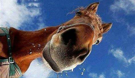Hitze bilder witzig | Funny horse memes, Funny horses, Funny horse