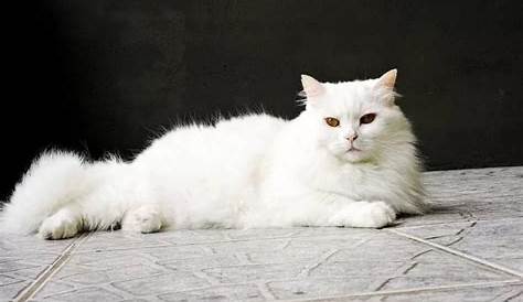 Gesit dan Suka Air, Ketahui 7 Karakteristik Kucing Anggora yang Cantik