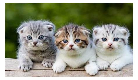 10 Kucing Lucu Sedunia, Manakah Yang Paling Lucu? - Kucing.co.id