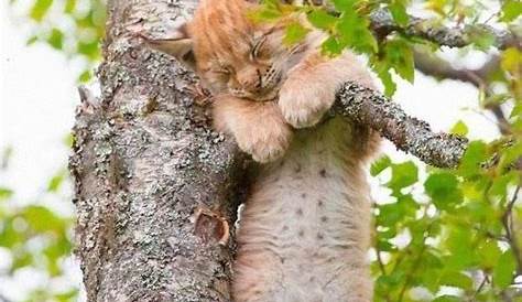 Ahli Tidur di Atas Pohon, Intip Gemasnya Kucing-Kucing yang Sedang