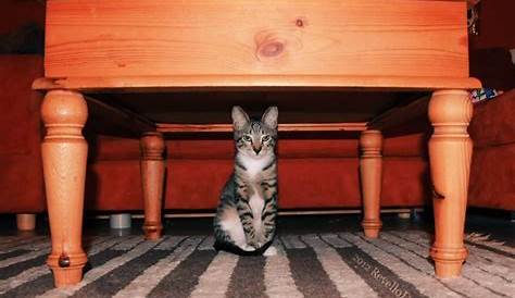 Anak Kucing Di Bawah Meja Dapur Menatap Lurus Ke Arah Kamera Foto Stok