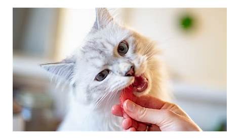 √ 5 Penyebab Kucing Tidak Mau Makan dan Cara Mengatasinya