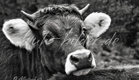 Allgäuer Kuh | Kuh-kunst, Bergbilder, Kuh