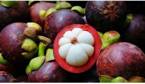 Cair Obat Tradisional Kulit Buah Manggis : Pin Di Sehatpedia Web Id