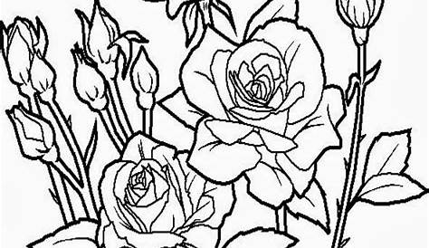 √ 11+ Gambar Mewarnai Bunga Mawar Anak PAUD