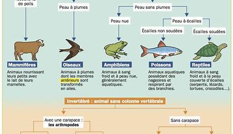 Les 10 meilleures images de Classification des animaux | Classification