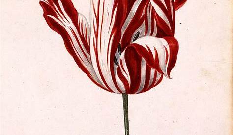 La tulipe - La fleur qui rend fou - Herodote.net