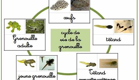 l'araignee | Природоведение, Уроки французского, Естествознание