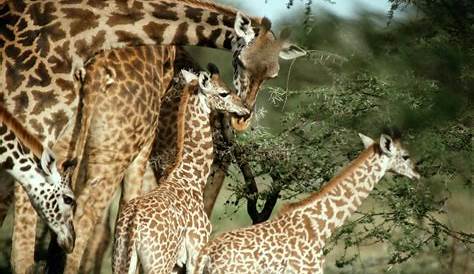 Los 20 animales más fascinantes de África
