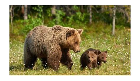 Taiga: características, flora, fauna, clima - Brasil Escola