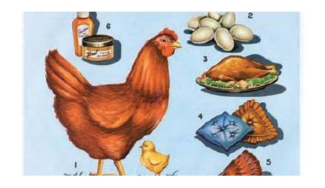 La gallina y sus derivados - libro y nomenclatura - Montessori