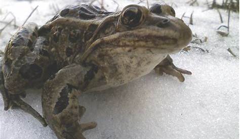 Grenouille verte - Zoo Ecomuseum