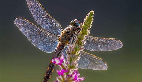 Petite libellule photo et image | macro nature, macro insectes