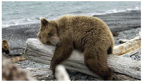 La mort de l'ours de Félix Leclerc - YouTube